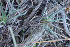 Dianthus basuticus fourcadei