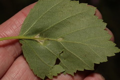 Eriophyes leionotus