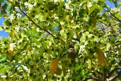 Psychopterys multiflora