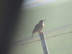 Certhilauda curvirostris brevirostris