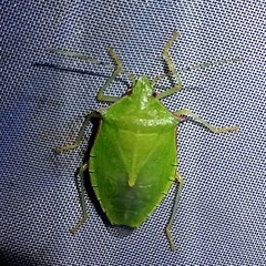 Chlorocoris distinctus