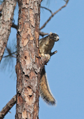 Sciurus niger shermani