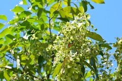 Psychopterys multiflora