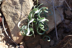 Albuca concordiana