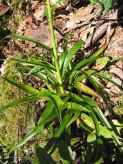 Luzula sylvatica henriquesii