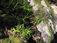 Luzula sylvatica henriquesii