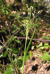 Luzula sylvatica henriquesii
