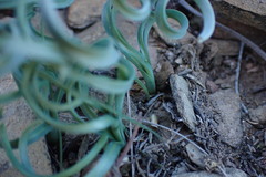 Albuca concordiana