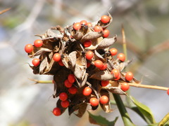 Abrus precatorius africanus