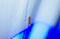 Platycentropus radiatus