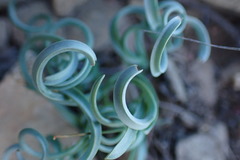Albuca concordiana