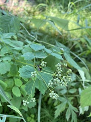Thalictrum baicalense