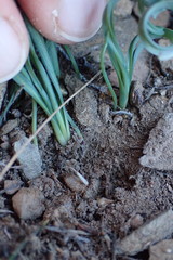 Albuca concordiana