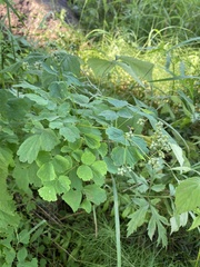 Thalictrum baicalense