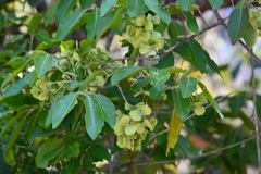 Psychopterys multiflora