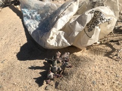 Euphorbia stapelioides