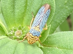 Oncometopia nigricans