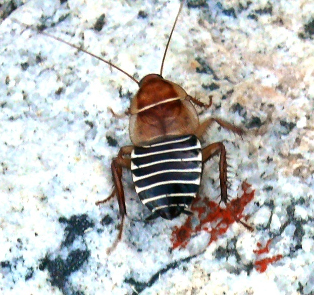Cape Zebra Cockroach