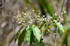 Psychopterys multiflora