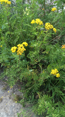 Tanacetum vulgare