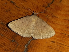 Zanclognatha lunalis