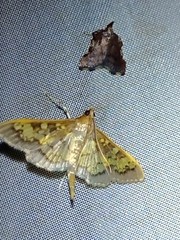 Diacme elealis
