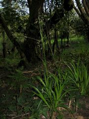 Luzula sylvatica henriquesii