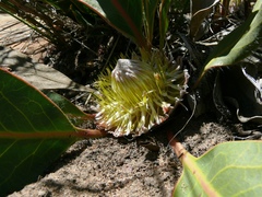 Protea scolopendriifolia