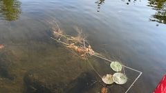 Potamogeton bicupulatus