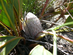 Protea scolopendriifolia