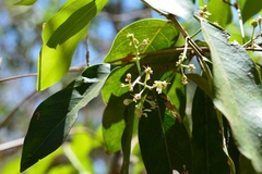 Psychopterys multiflora