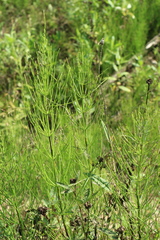 Equisetum palustre