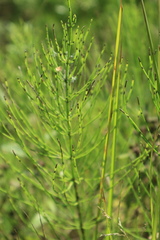 Equisetum palustre