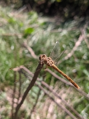 Sympetrum meridionale