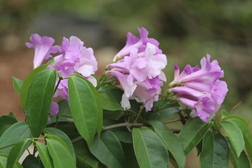 Mansoa alliacea