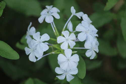 Plumbago auriculata