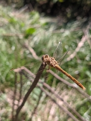 Sympetrum meridionale