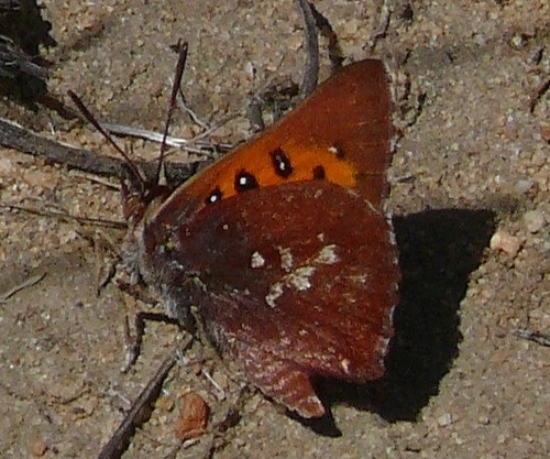 Marguerite's Copper