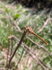 Sympetrum meridionale