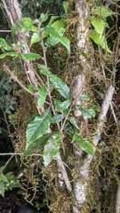 Lithocarpus corneus