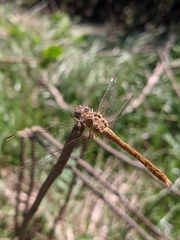 Sympetrum meridionale