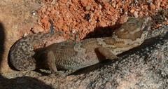 Pachydactylus formosus