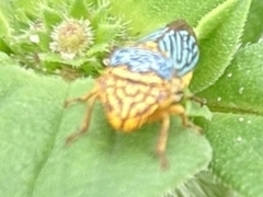 Oncometopia nigricans