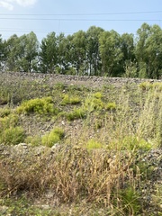 Elymus sibiricus