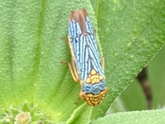 Oncometopia nigricans