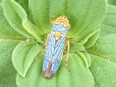 Oncometopia nigricans