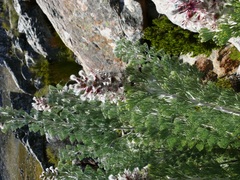 Paranomus tomentosus