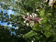 Paranomus tomentosus