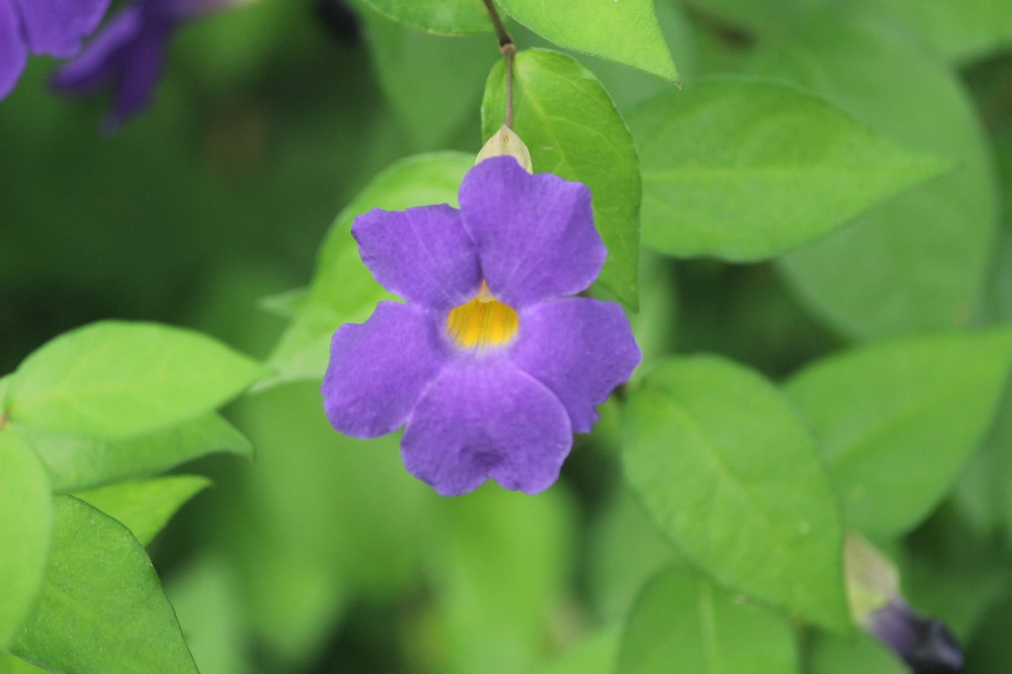 Thunbergia erecta