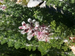 Paranomus tomentosus